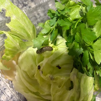 Komagene Darıca Şubesinde Çiğköfteye Toprak Ve Böcek Karışması