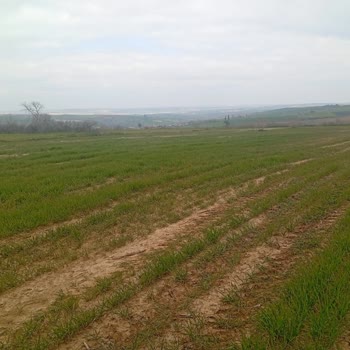 Nufarm Turkey sonra tarlamda bölüm bölüm ciddi zarar oluştu