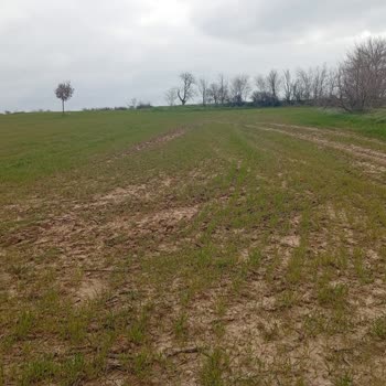 Nufarm Turkey sonra tarlamda bölüm bölüm ciddi zarar oluştu