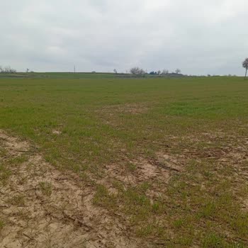 Nufarm Turkey sonra tarlamda bölüm bölüm ciddi zarar oluştu