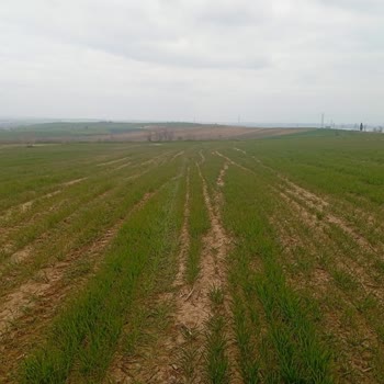 Nufarm Turkey sonra tarlamda bölüm bölüm ciddi zarar oluştu