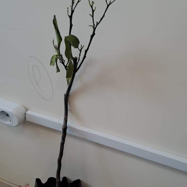 Vaat Edilen Limon Fidanı Küçük Ve Ölmek Üzere: Değerlendirme Engellendi