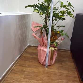 Açıklamadaki Ölçüye Uymayan Şeflera Ve Değişim Reddine Şikayet