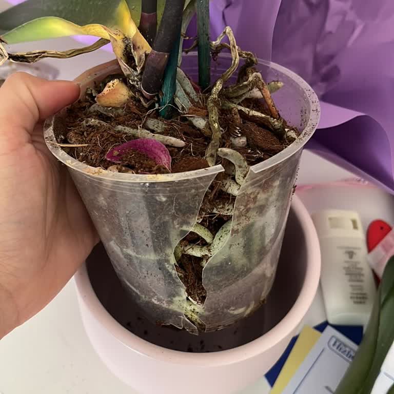 Kırık Saksı Ve Sararmış Orkide İçin Hızlıçiçek'ten İade Ve Yeniden Gönderim Talebi