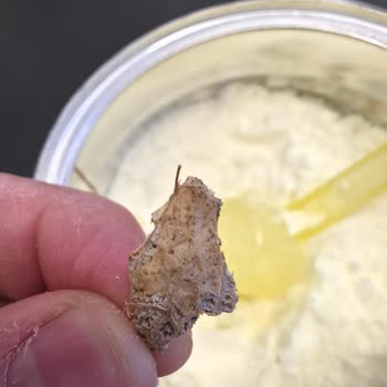 Aptamil Bebek Mamasında Yabancı Cisim Bulundu, Güvenlik İhmali