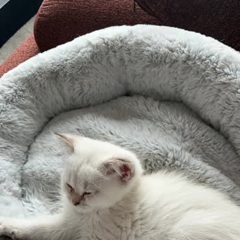 Von Alp Petshop  Hastalıklı Kedi Nedeniyle Büyük Maddi ve Manevi Zarar