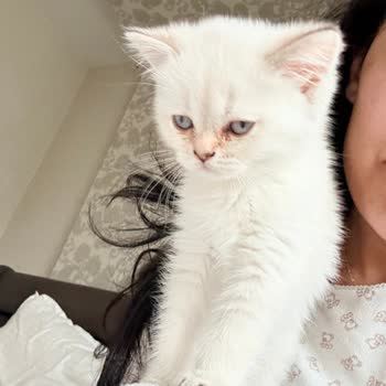 Von Alp Petshop  Hastalıklı Kedi Nedeniyle Büyük Maddi ve Manevi Zarar