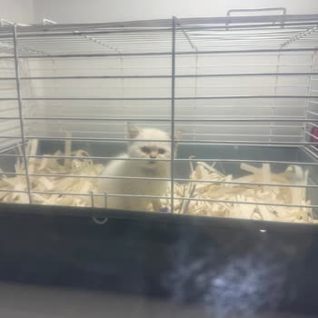 Von Alp Petshop  Hastalıklı Kedi Nedeniyle Büyük Maddi ve Manevi Zarar