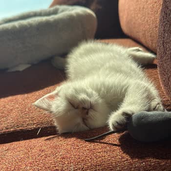 Von Alp Petshop  Hastalıklı Kedi Nedeniyle Büyük Maddi ve Manevi Zarar