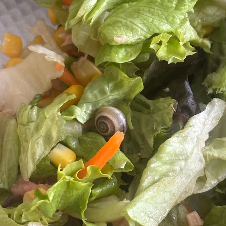 Eurofresh Yeşilliklerden Salyangoz Çıktı