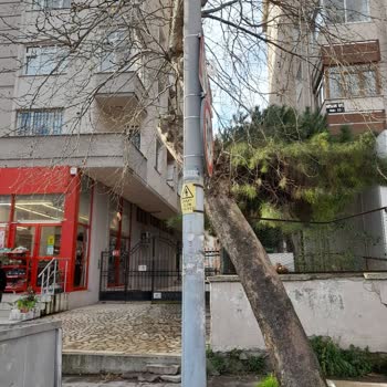 İçerenköy Mahallesindeki Uzun Ağaçlar İçin Acil Budama Ve Güvenlik Talebi