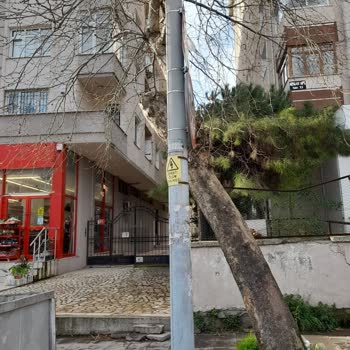 İçerenköy Mahallesindeki Uzun Ağaçlar İçin Acil Budama Ve Güvenlik Talebi