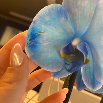 Ölmüş Tomurcuklar Ve Yanık Yapraklı Çiçek Teslimatı