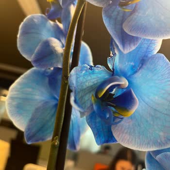 Ölmüş Tomurcuklar Ve Yanık Yapraklı Çiçek Teslimatı