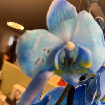 Ölmüş Tomurcuklar Ve Yanık Yapraklı Çiçek Teslimatı