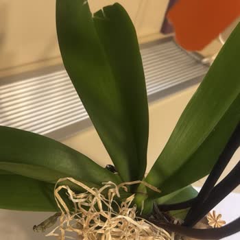 Kesik Ve Yamuk Orkide Teslimatı İçin Tam Ücret İadesi