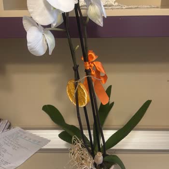 Kesik Ve Yamuk Orkide Teslimatı İçin Tam Ücret İadesi