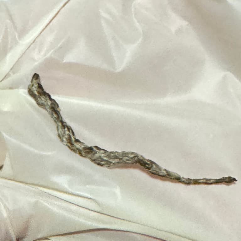 Kuruyemiş Paketi İçinde Kurumuş Böcek Tespiti