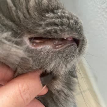 Kedimde İshal Ve Diş Etleri Kararmasına Neden Olan Bayat Royal Canin Mama İçin İade Reddi