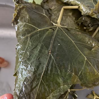 Yurtalan Yaprak Kalitesiz Kart Yaprak Ve Biçimsiz Baskı