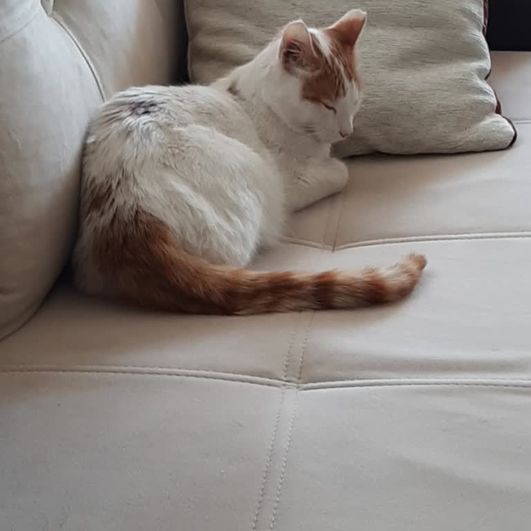 Veteriner Hekim Ve Klinikte Yanlış Teşhis Ve Fatura Kesilmemesi Nedeniyle Kedimin Ölümü