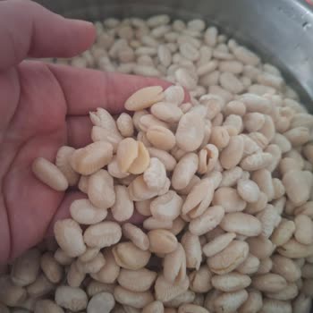 Damla Bakliyat Kuru Fasulyelerin Büyük Kısmı İkiye Ayrıldı