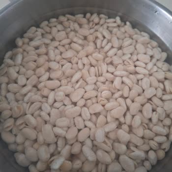 Damla Bakliyat Kuru Fasulyelerin Büyük Kısmı İkiye Ayrıldı