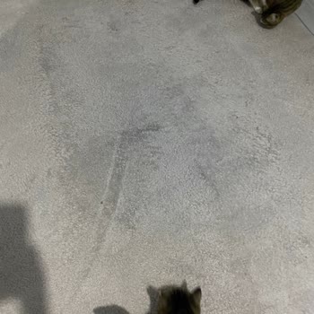 İzmir Torbalı Buğlem Halı Yıkama Halım Verdiğimden Daha Kötü Bir Halde Geri Geldi