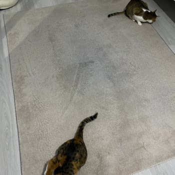 İzmir Torbalı Buğlem Halı Yıkama Halım Verdiğimden Daha Kötü Bir Halde Geri Geldi