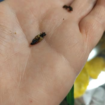 Lays Cipsinde Kuru Böcek Tespiti: Hijyen Ve İade Talebi