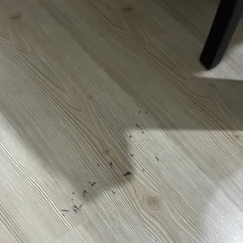 Philips Homerun 9000 Robot Süpürge Islak Temizlikte Kir Bırakıyor Ve Hızlı Çözüm İstiyorum