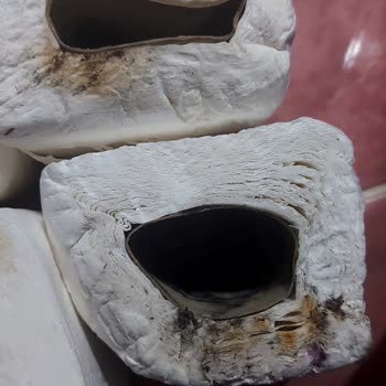 Üç Katlı Tuvalet Kağıdında Hijyen Sorunu, Kuru Ve Küflü Rulolar