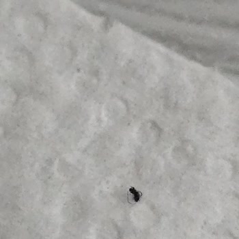 İçim Sütünde Görülen Siyah Parçalar Hijyen Ve Sağlık Endişesi Yaratıyor