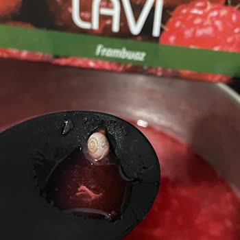 Dondurulmuş Frambuazda Salyangoz Bulması Marka Güvenine Darbe