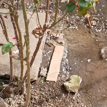 Balıkesir Büyükşehir Belediyesi Kanalizasyon Kokusundan Duramıyoruz