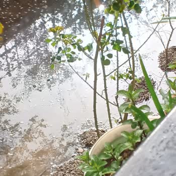 Balıkesir Büyükşehir Belediyesi Kanalizasyon Kokusundan Duramıyoruz