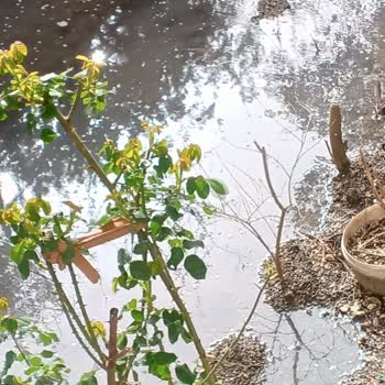 Balıkesir Büyükşehir Belediyesi Kanalizasyon Kokusundan Duramıyoruz