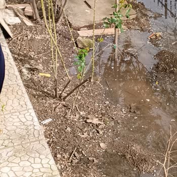 Kanalizasyon Tıkanması Ve Pis Su Taşkını Sebebiyle Sağlık Riski Ve Uzun Süreli Mağduriyet