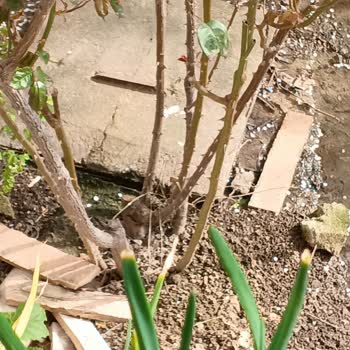 Kanalizasyon Tıkanması Ve Pis Su Taşkını Sebebiyle Sağlık Riski Ve Uzun Süreli Mağduriyet