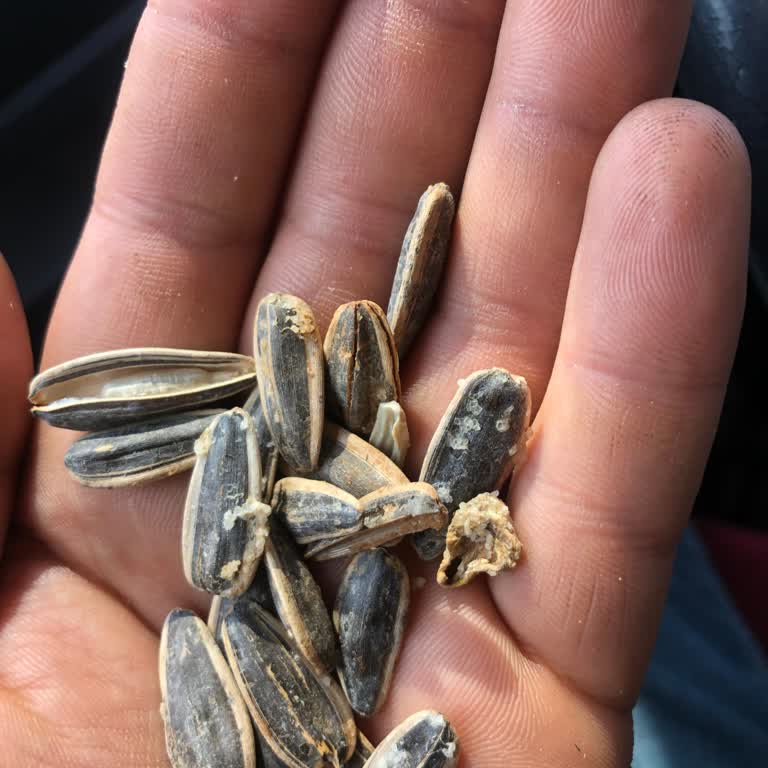 Şok Markette Amigo Çekirdeği Kalitesiz Ve Çöp Dolu