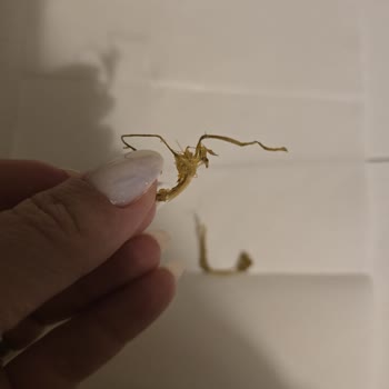 Fasulyedeki Odunumsu Sap Parçaları Hijyen Ve Güven Sorunu