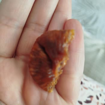 Çerezya Kuru İncirde Bozuk Ve Ekşi Meyveler, Sağlık Riski
