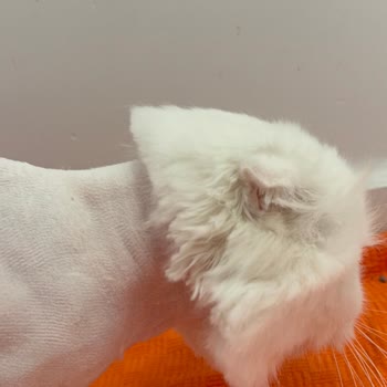 Fatih Hayvan Hastanesi'nde Tıraş Sonrası Kedimde Şiddetli Yaralanma Ve İlgisizlik