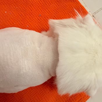 Fatih Hayvan Hastanesi'nde Tıraş Sonrası Kedimde Şiddetli Yaralanma Ve İlgisizlik