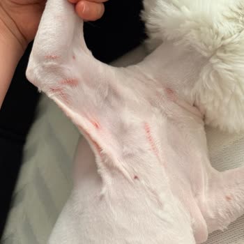 Fatih Hayvan Hastanesi'nde Tıraş Sonrası Kedimde Şiddetli Yaralanma Ve İlgisizlik