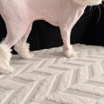 Fatih Hayvan Hastanesi'nde Tıraş Sonrası Kedimde Şiddetli Yaralanma Ve İlgisizlik