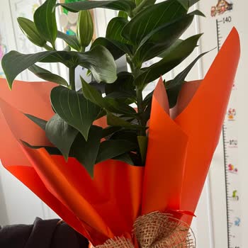 Sipariş Edilen Çiçek Görseliyle Tam Uyuşmuyor