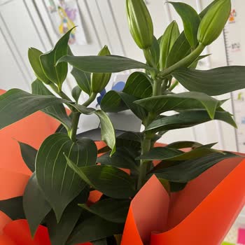 Sipariş Edilen Çiçek Görseliyle Tam Uyuşmuyor