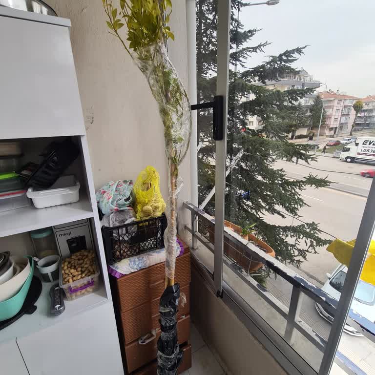 Meyveli Çiçekli Limon Ağacı Solmuş Ve Ürün Açıklamasıyla Uyuşmuyor