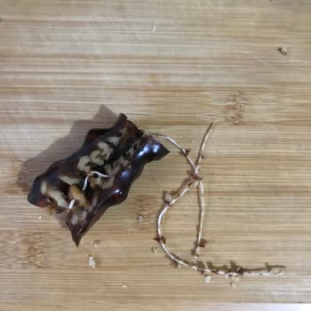 Antepsan Kuruyemiş Cevizli Sucuktan İp Çıktı